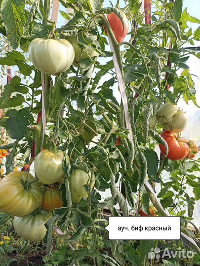 Семена помидор