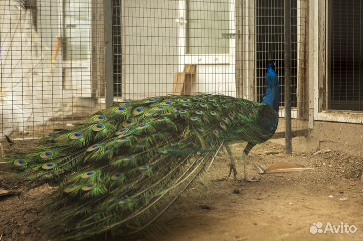 Продажа фазанов, павлинов