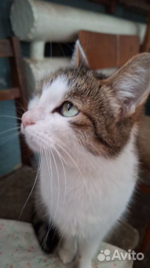 Кошка Ксюша