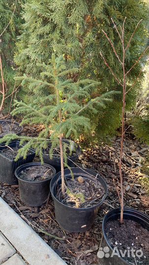 Ель зеленая и голубая