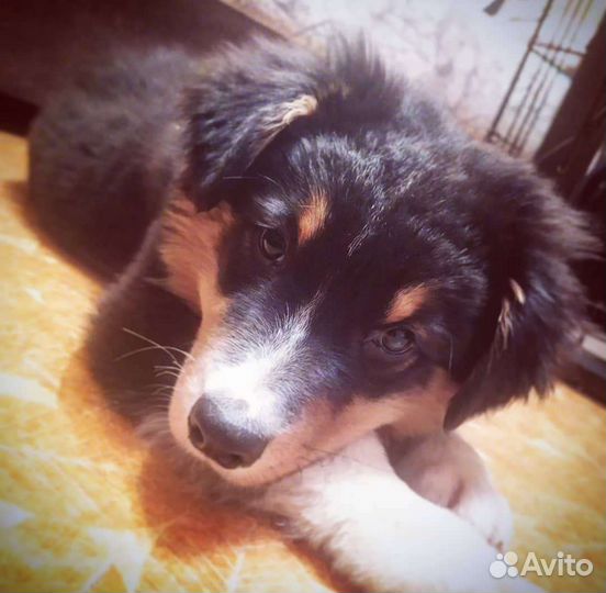 Австралийская овчарка аусси вязка