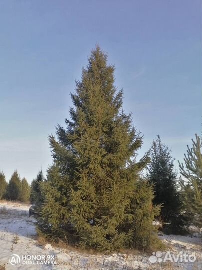 Ель крупномер 7,6 m