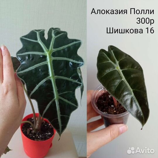 Церопегия, Алоказия, Кротон, Фикус