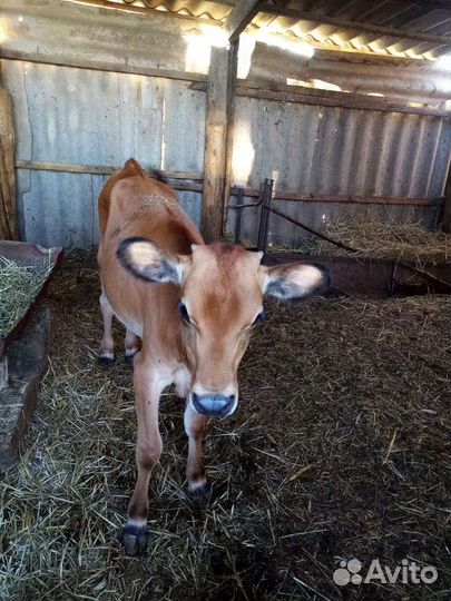 Телочка джерси