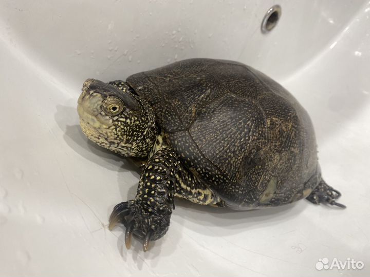 Болотная черепаха