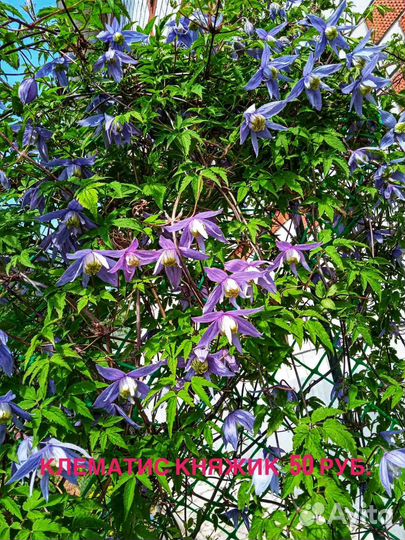 Многолетние цветы, кустарники, хвойники