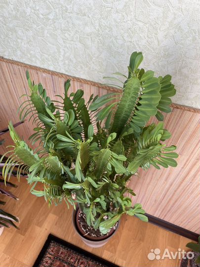 Эуфорбия разветвленная(молочай) 1 метр