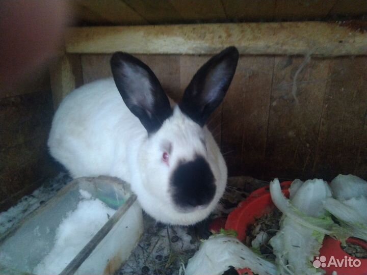 Калифорнийские кролики