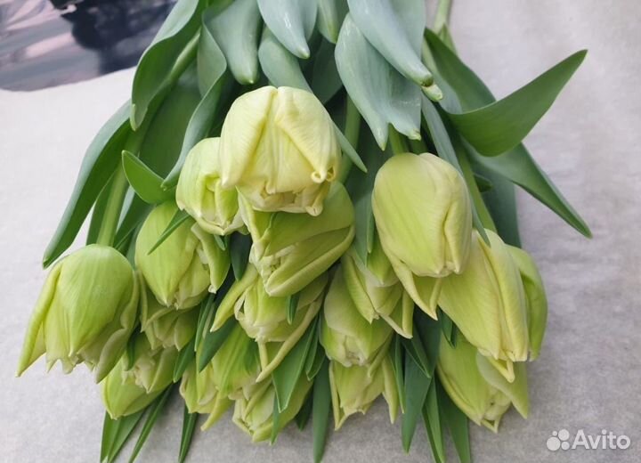 Оптом Луковицы 12+ тюльпан