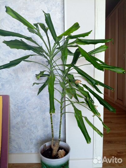 Комнатные цветы драцена