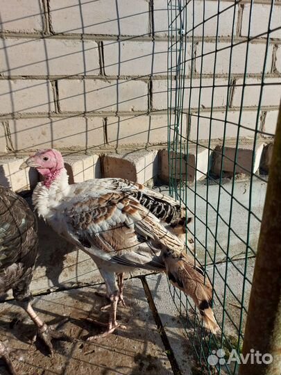 Индюшата подрощенные