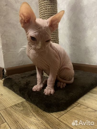 Канадский сфинкс котята