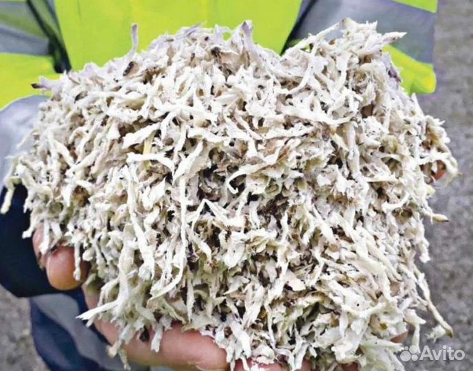 Жом свекловичный