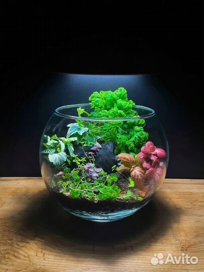 Флорариум террариум палюдариум