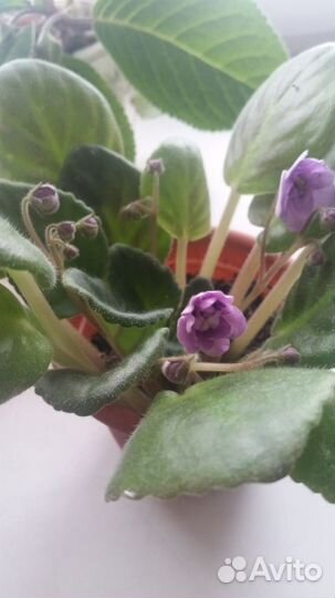 Продам рассаду комнатных растений