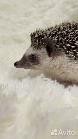 Африканский карликовый ежик