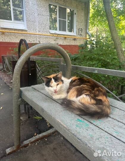 Поиск куратора и дома для кошки