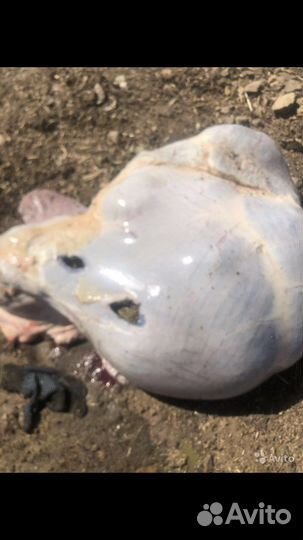 Корм для собак