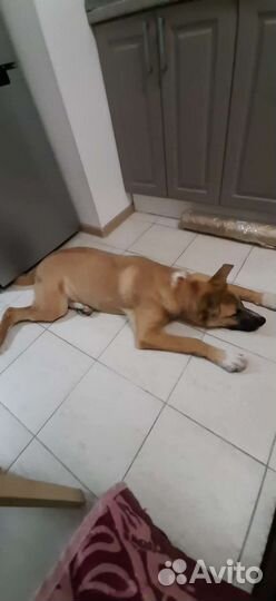 Найдена собака