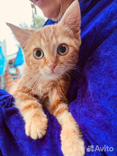 Рыжий котенок мальчик