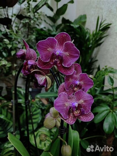 Орхидея Kimono бабочка/трилипс