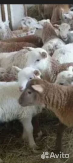 Ягнята дорпер, катум