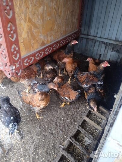 Куры и петухи