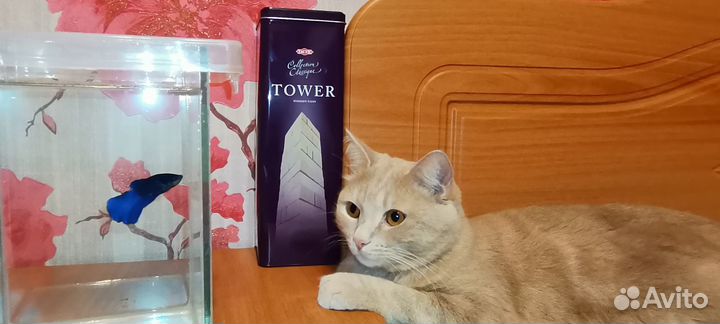 Милейший котик, лоток на отлично