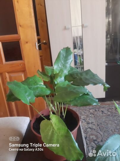 Калатея нетворк