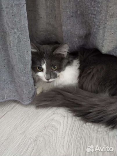 Милая девочка в добрые руки 7 мес