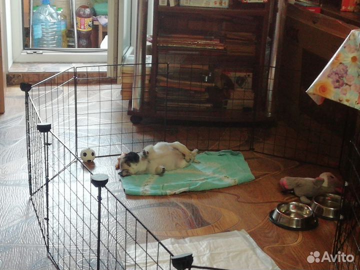 Клетка для собак
