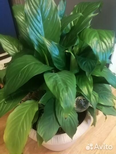 Спатифиллум