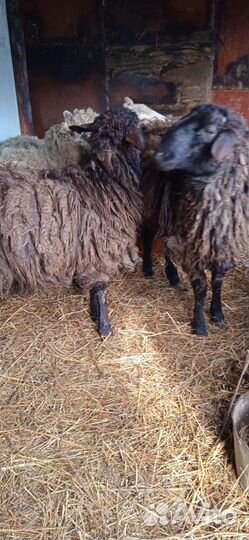 Продаю овцы и бараны