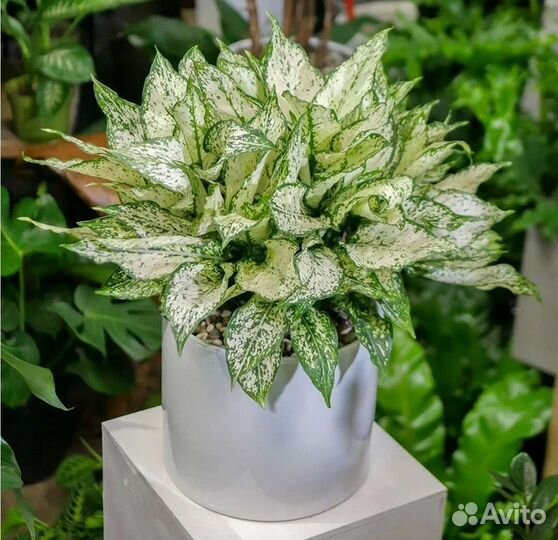 Аглонема Фест Даймонд