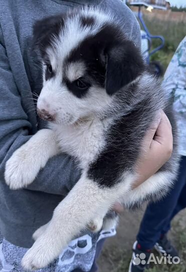 Собаки щенки лайки
