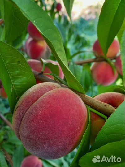 Саженцы персика