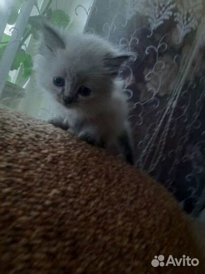 Отдам в добрые руки котят