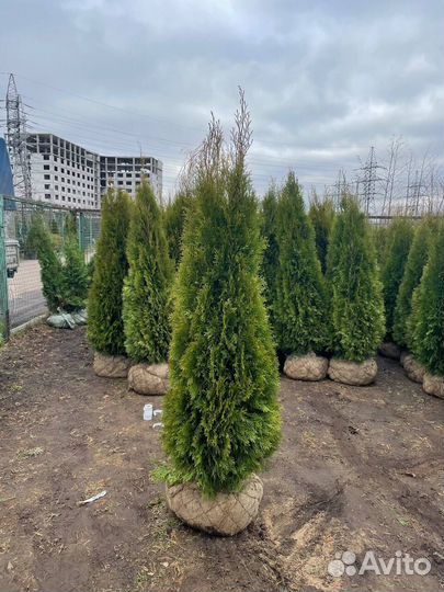 Туя оптом