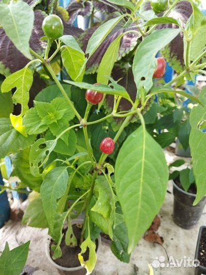 Перец острый