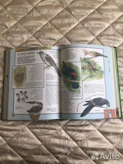 Большая энциклопедия Животного мира