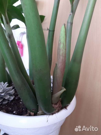 Замиокулькас