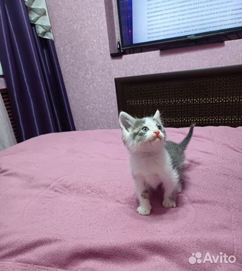 Котята