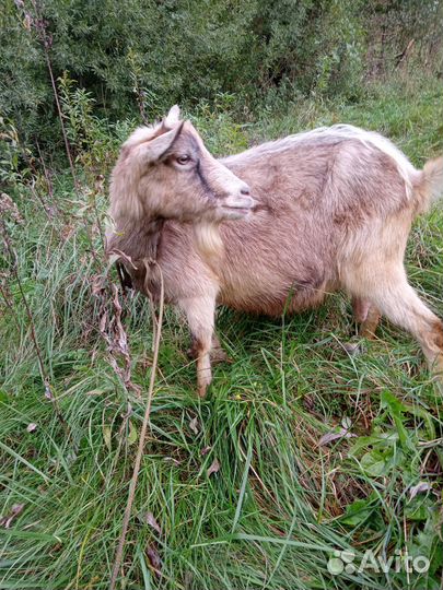 Продаю козу