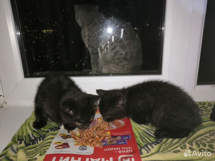 Кошки в добрые руки