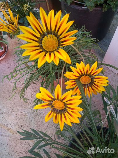 Цветы садовые