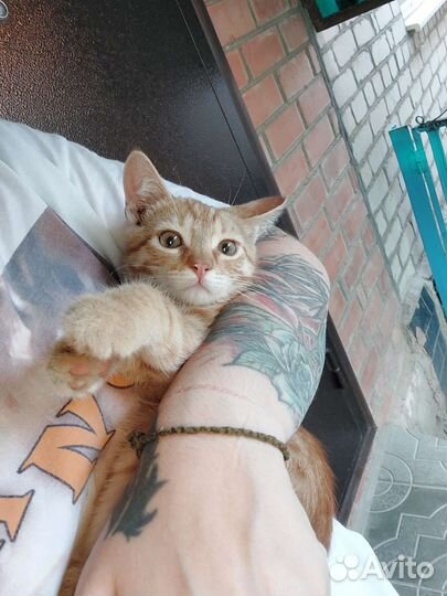 Котенок в дар бесплатно