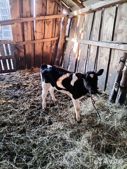 Корова дойная, овцы, бараны, ягнята