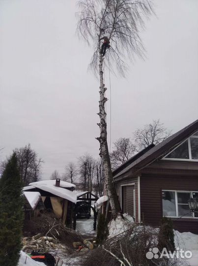 Спилить дерево спил деревьев Туношна