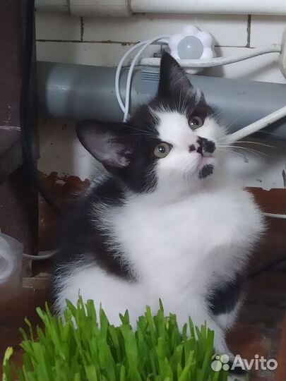 Котята от кошки мышеловки