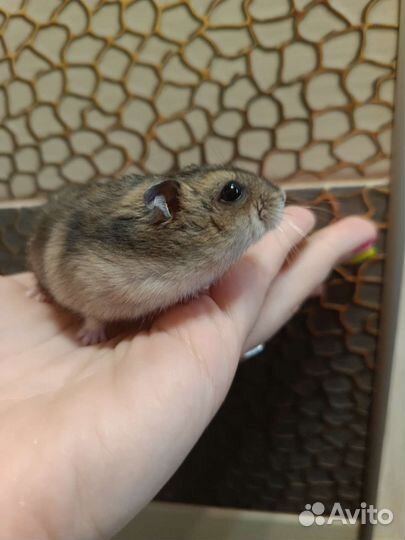 Джунгарский хомяк